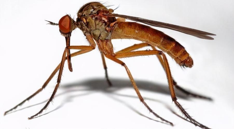 蚊子有牙齿吗?登革热季节警报,或将引发生物界巨大变革