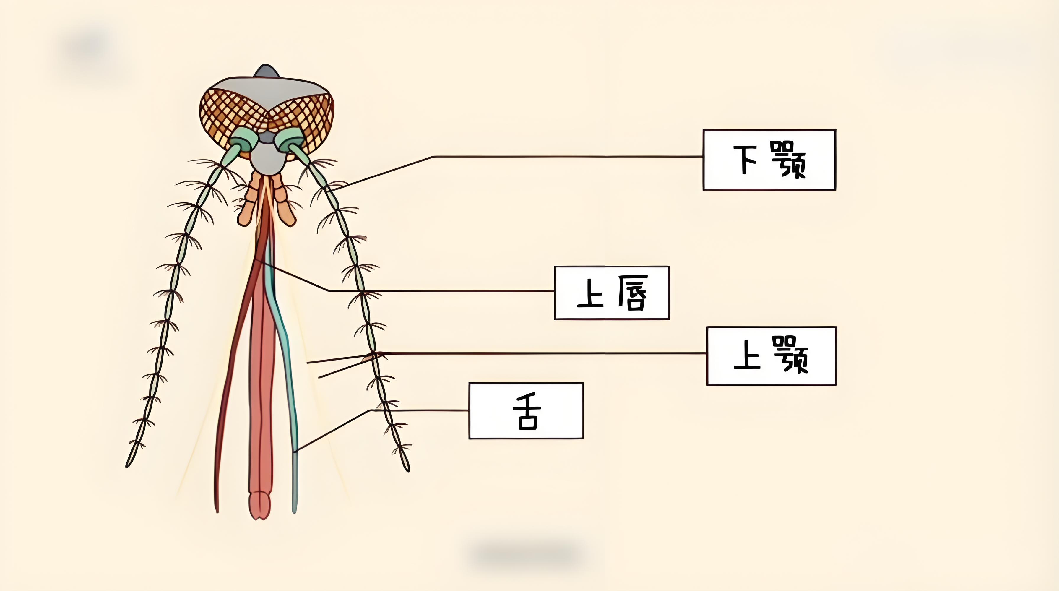 蚊子有牙齿吗?登革热季节警报,或将引发生物界巨大变革