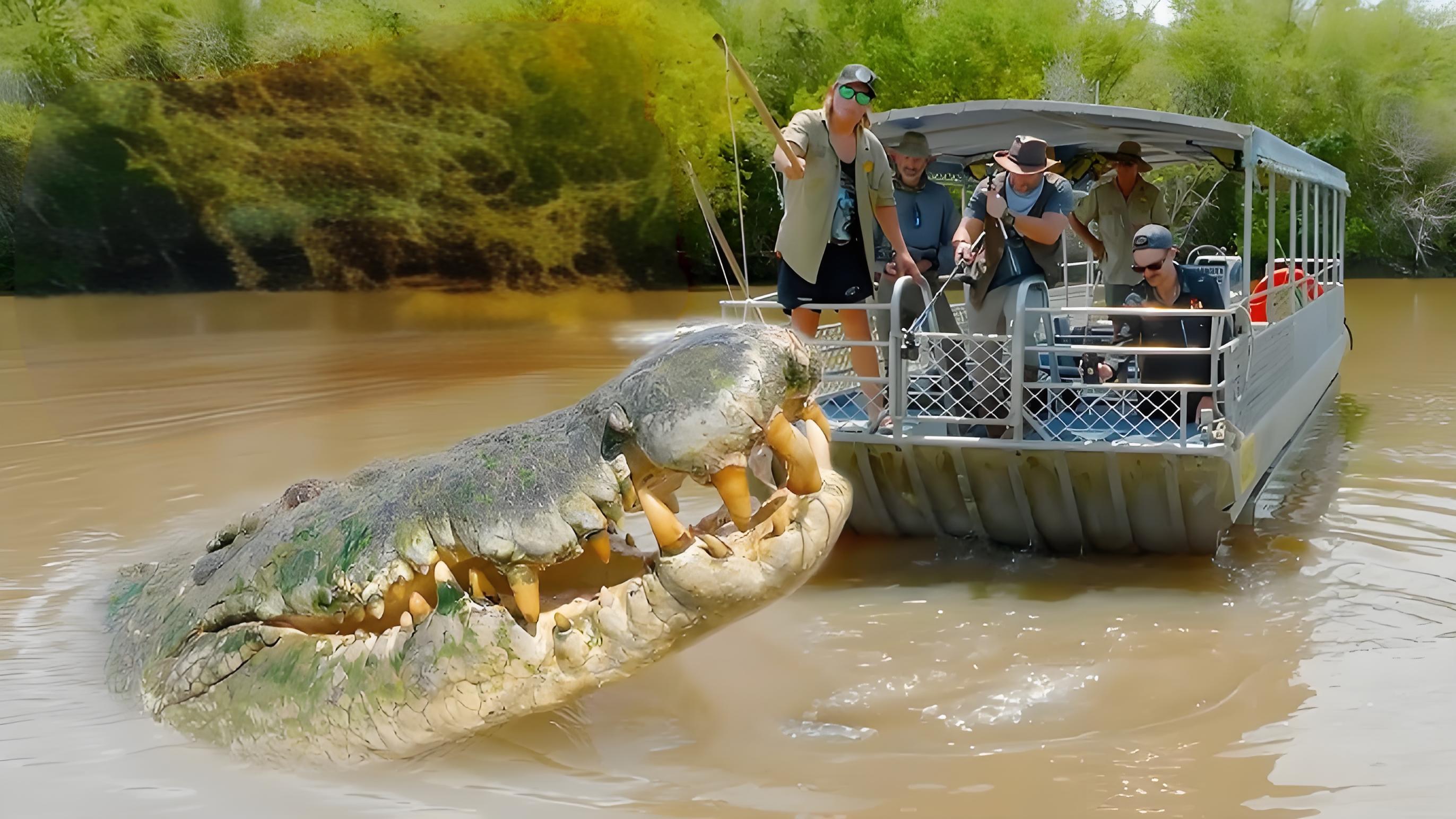 猫科动物能挑战最大鳄鱼吗?湾鳄:小老弟来试试!