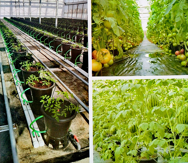 种植致富新项目(致富种植视频全集)