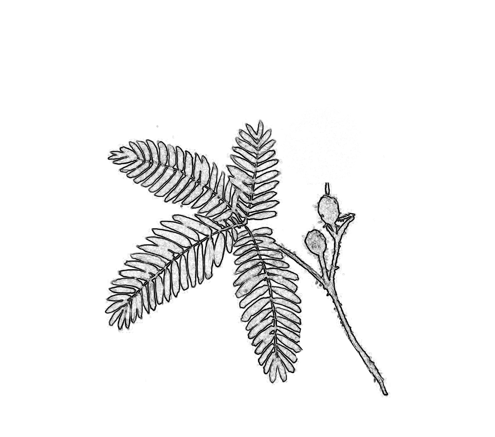 含羞草的简笔要怎么画