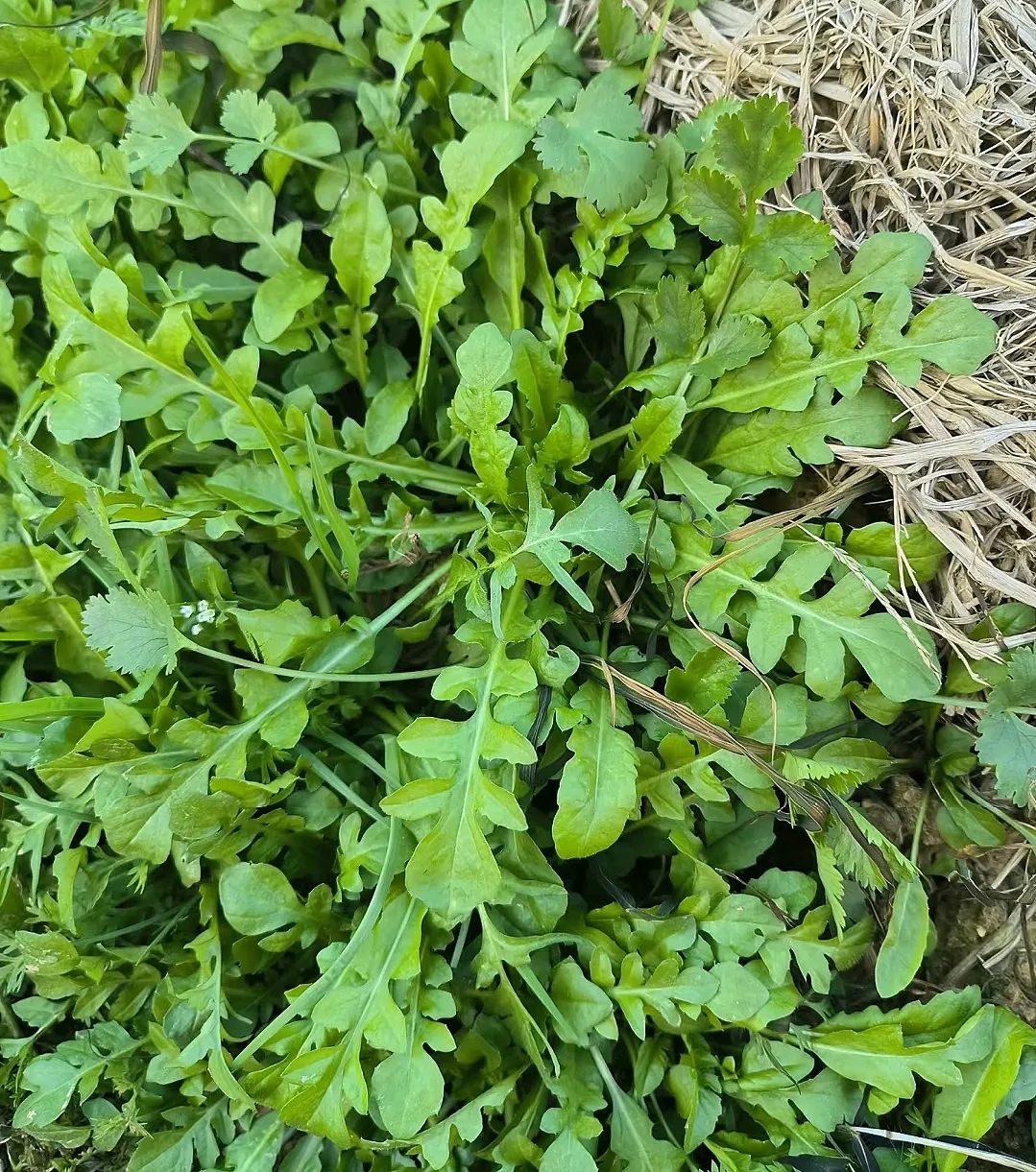 农村最美味十大野菜