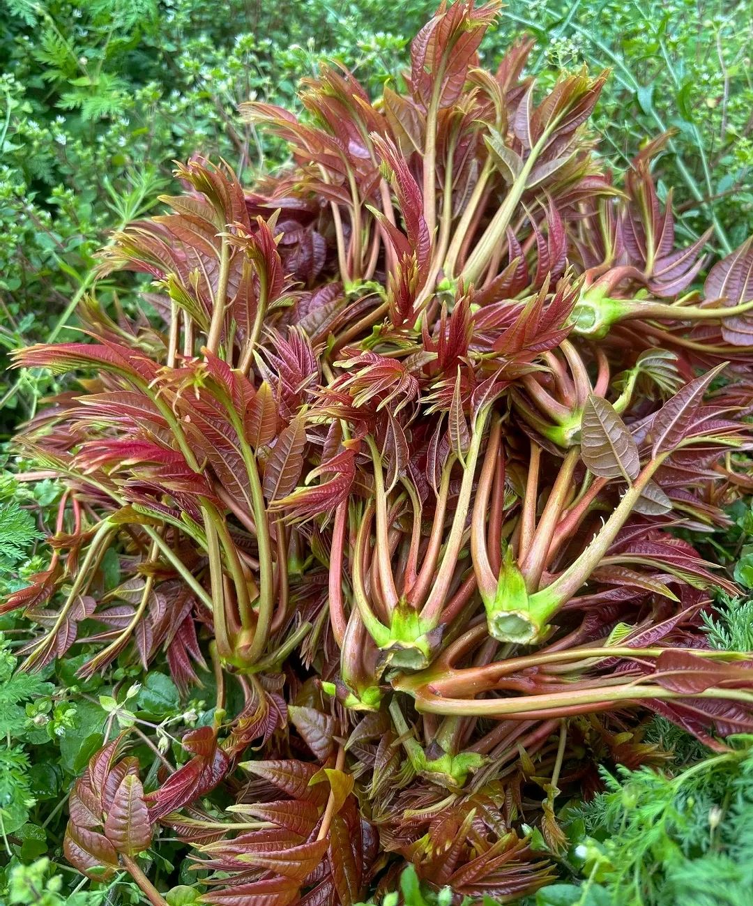 农村最美味十大野菜