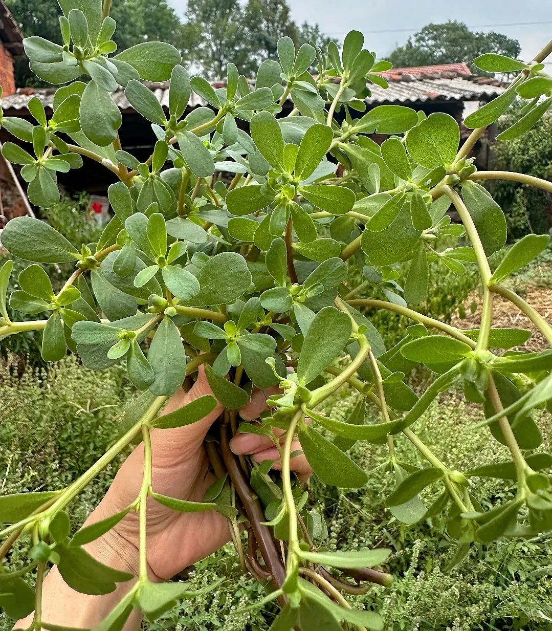农村最美味十大野菜