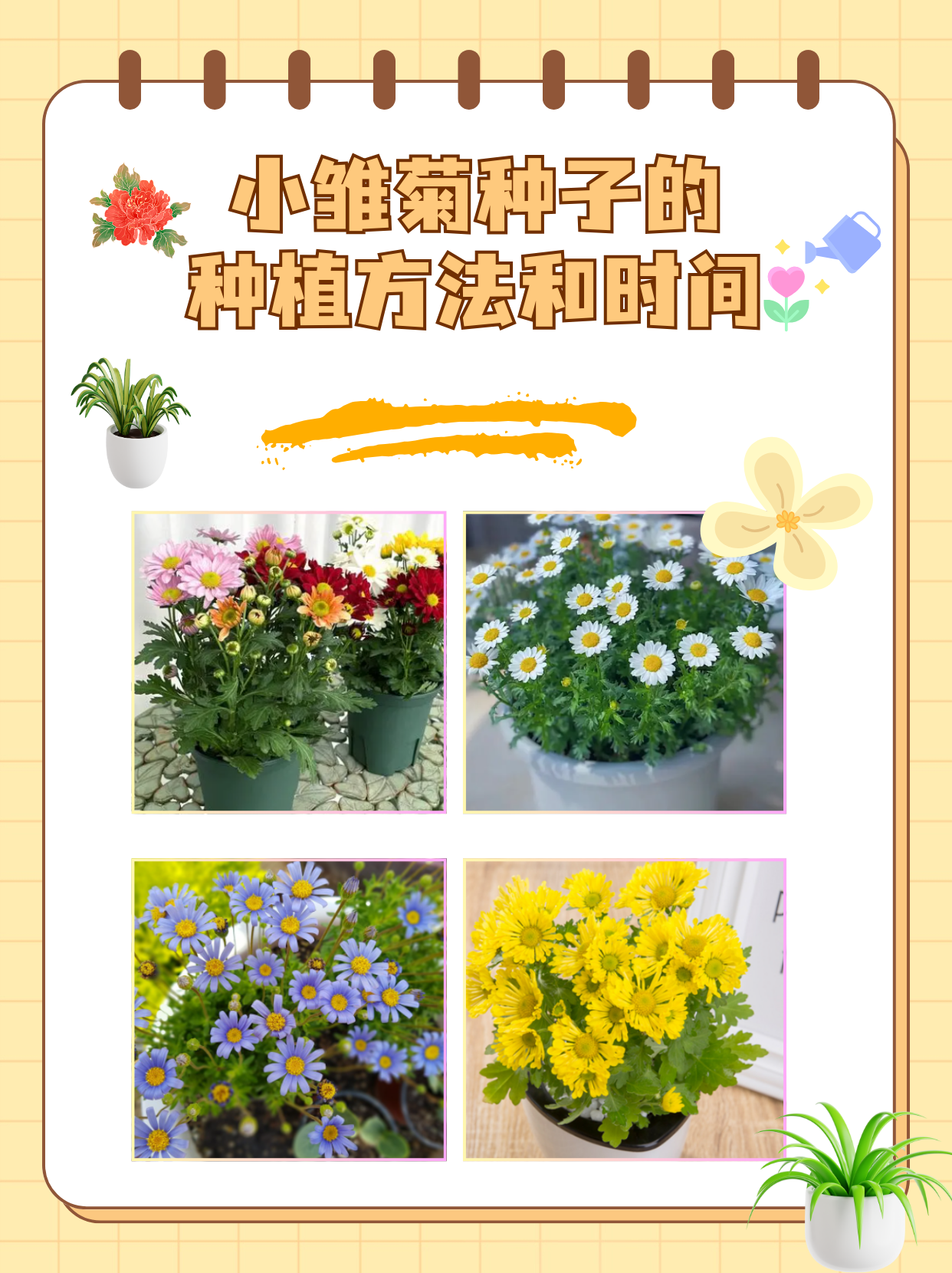 小雏菊种子的种植方法和时间来了!