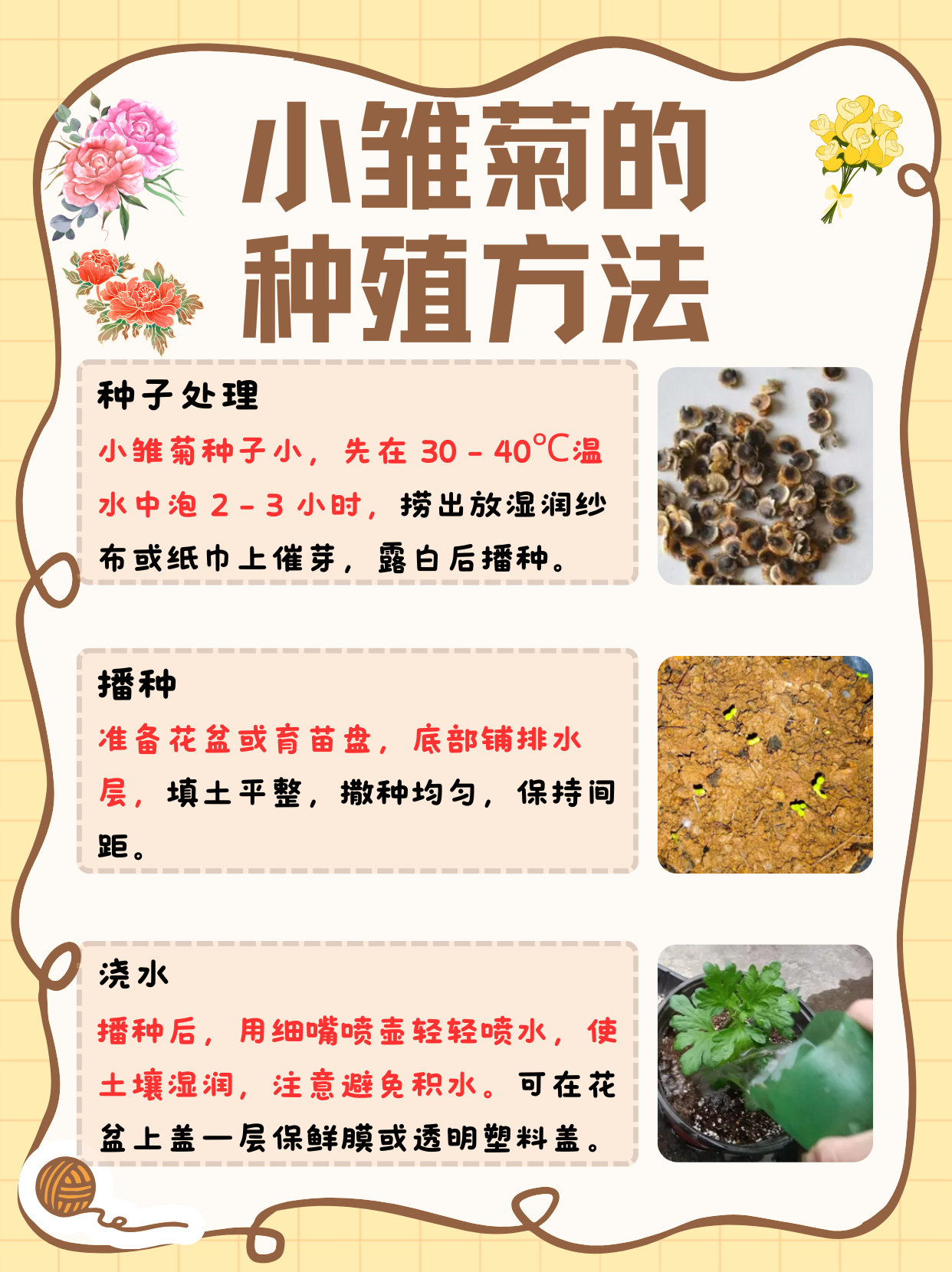 小雏菊种子的种植方法和时间来了!