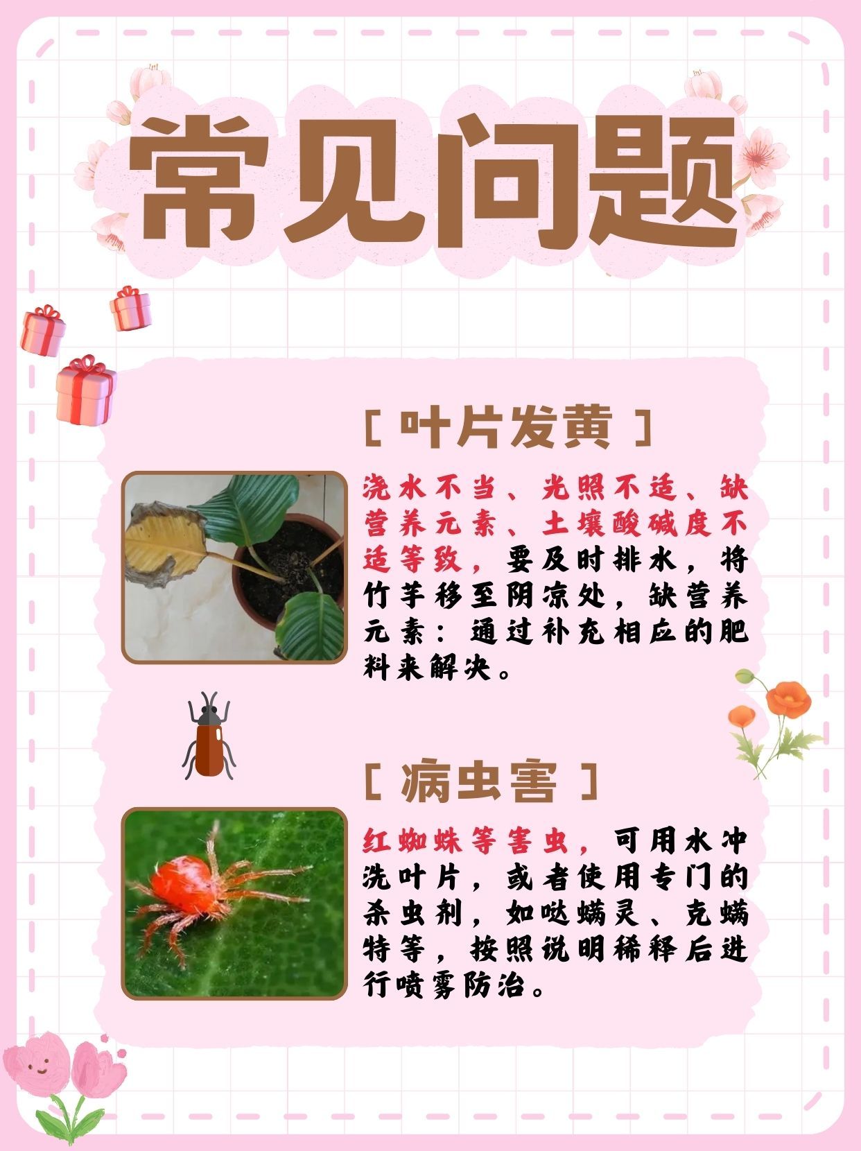 竹芋怎么养才能更旺盛,方法来了!