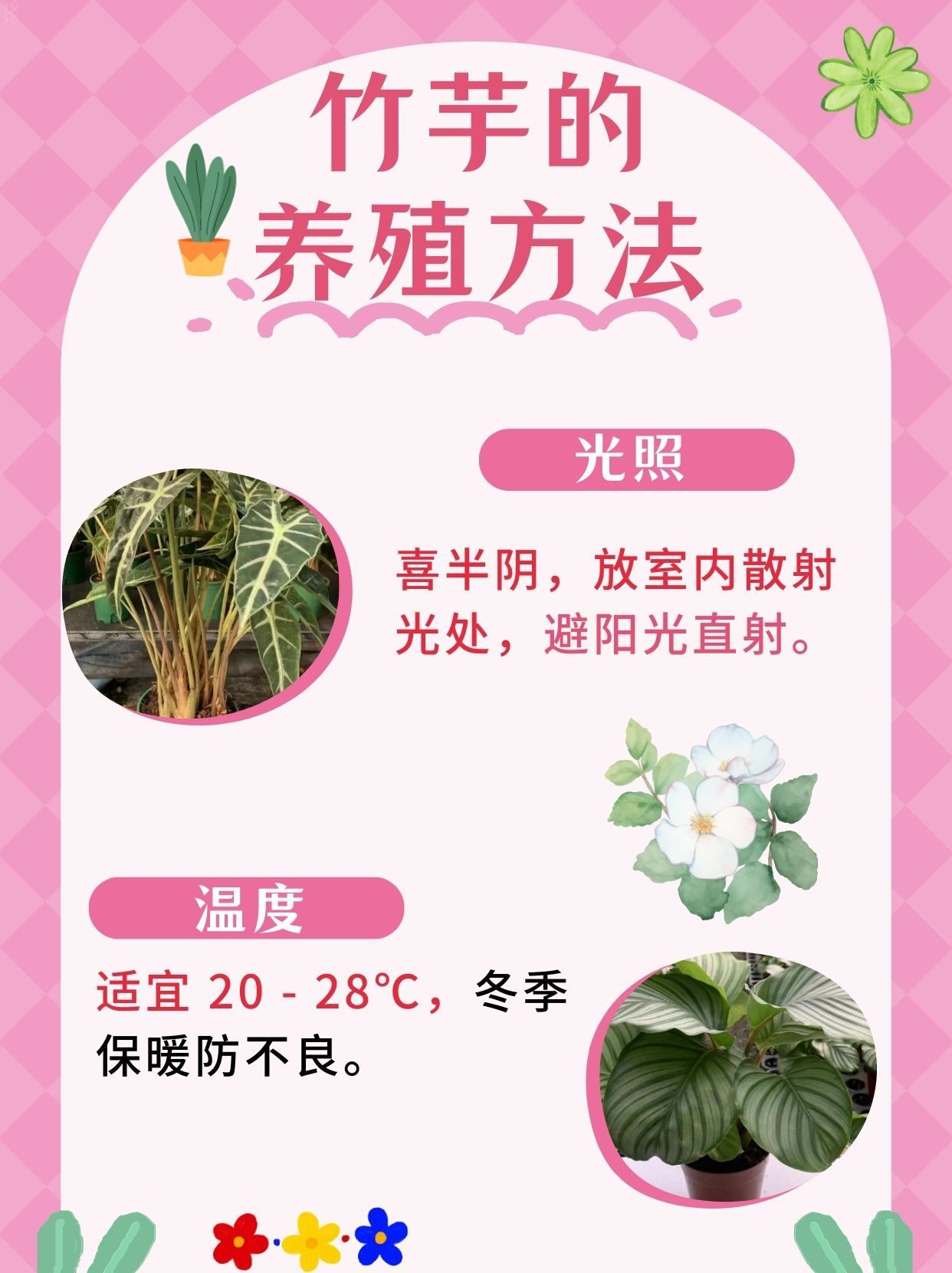 竹芋怎么养才能更旺盛,方法来了!