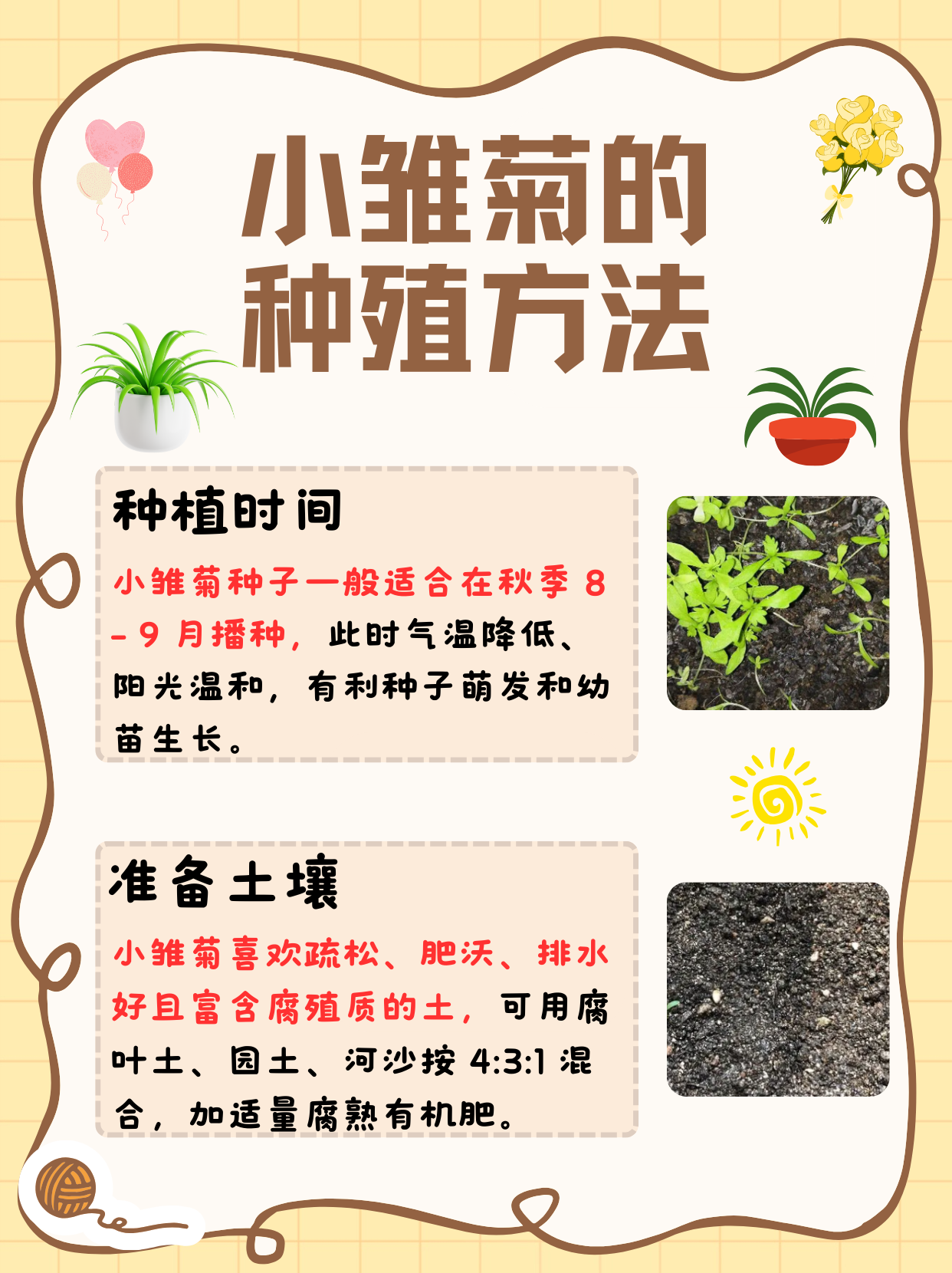 小雏菊种子的种植方法和时间来了!