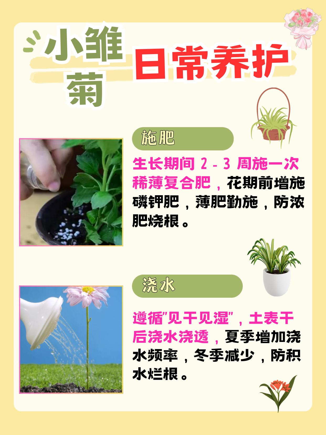 小雏菊种子的种植方法和时间来了!