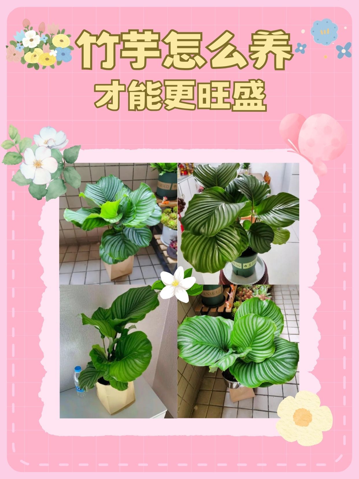 竹芋怎么养才能更旺盛,方法来了!