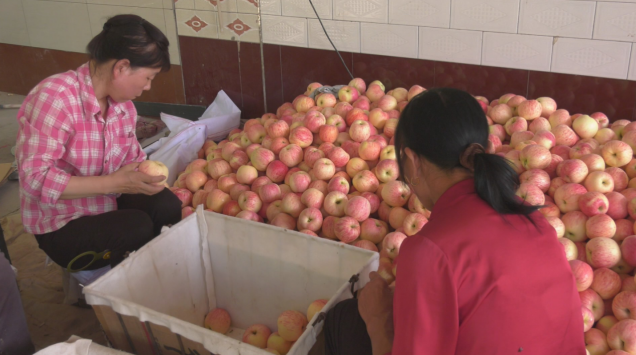 陕西富平县梅家坪镇:早熟苹果迎丰收 果农田间采摘忙