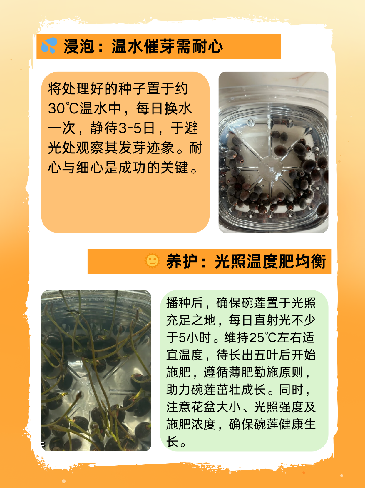 碗莲的种植方法水培图片