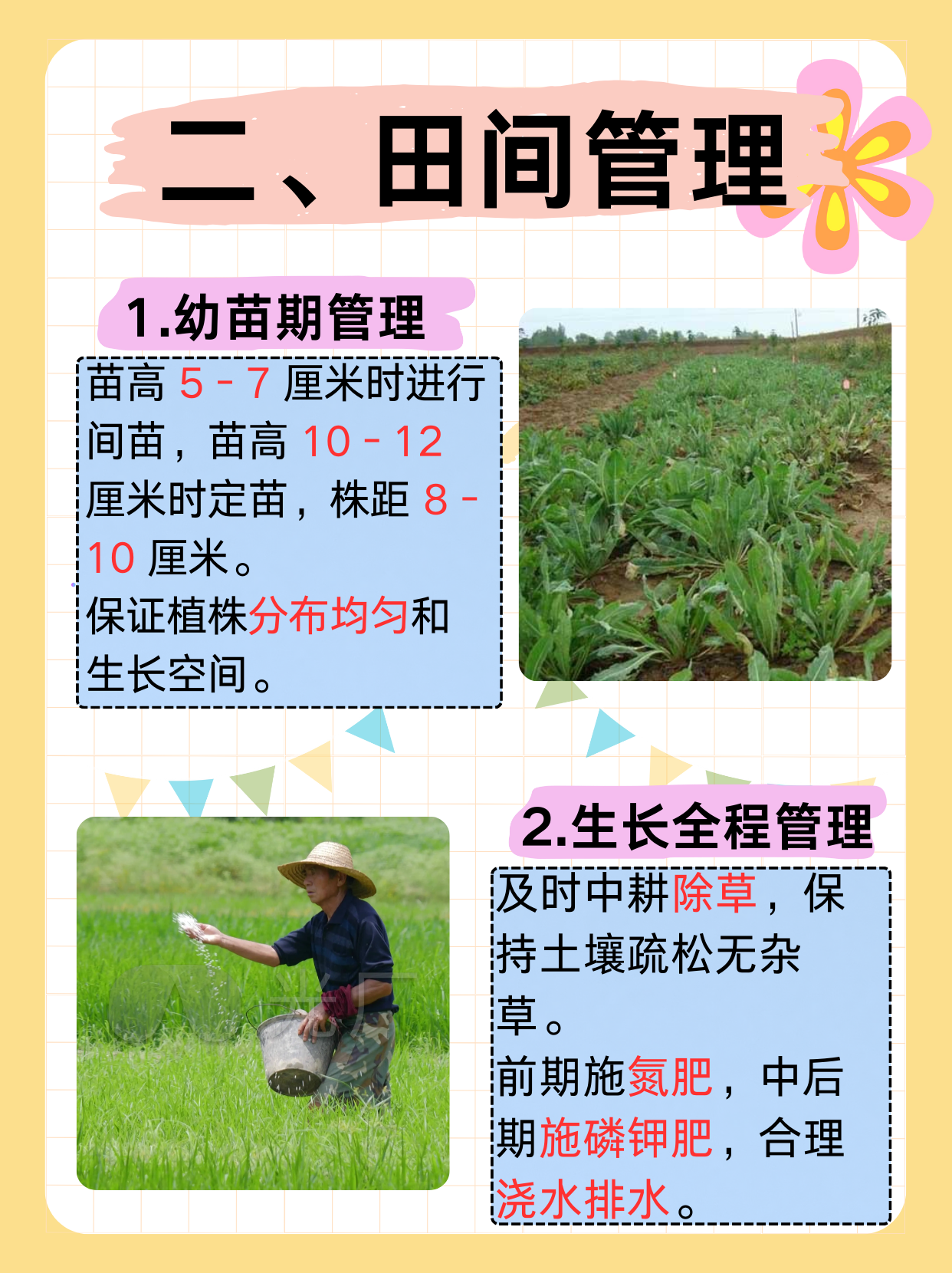 板蓝根的种植栽培技术