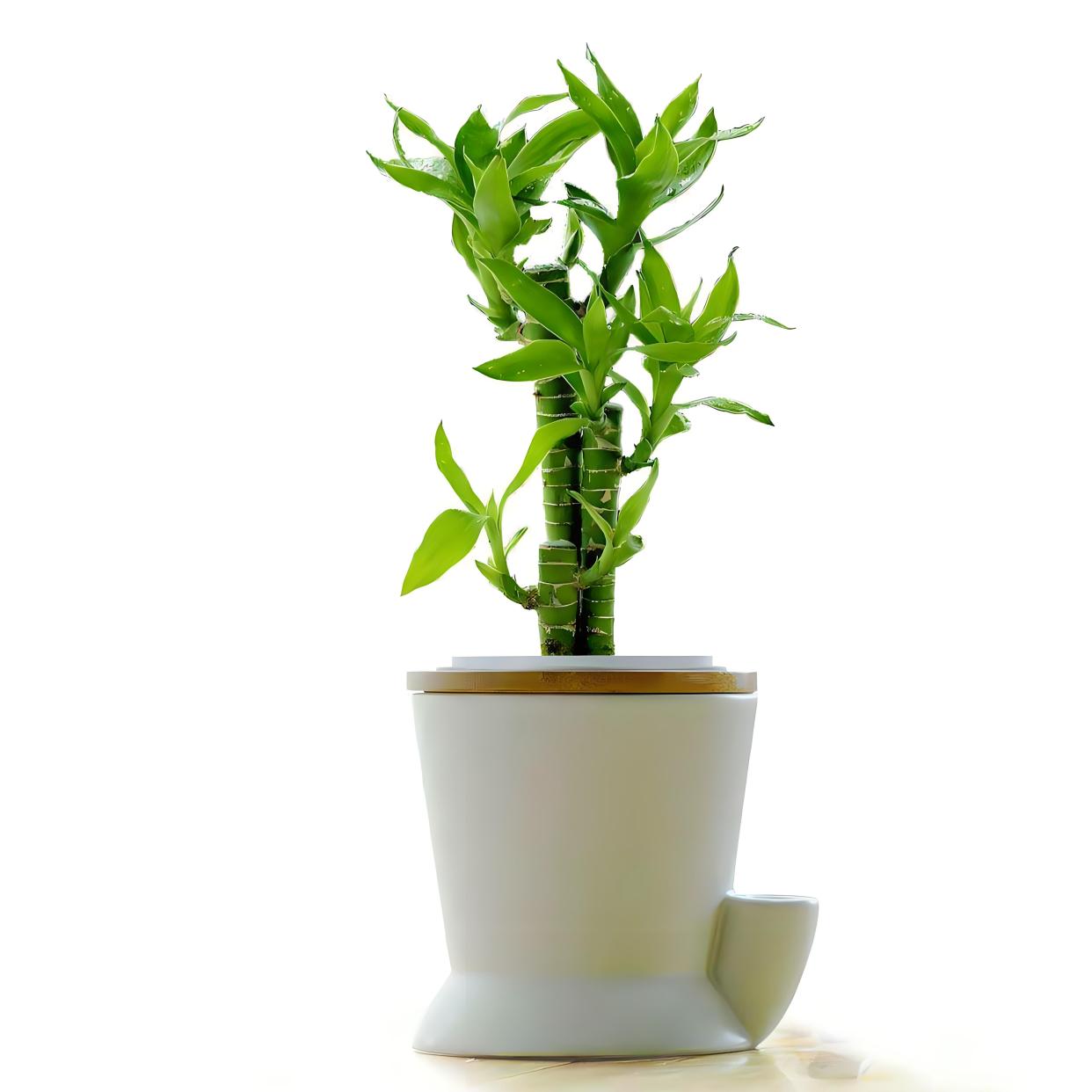 土培富贵竹怎么养才能更旺盛?