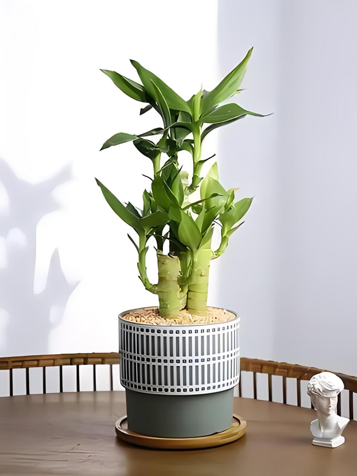 土培富贵竹怎么养才能更旺盛?