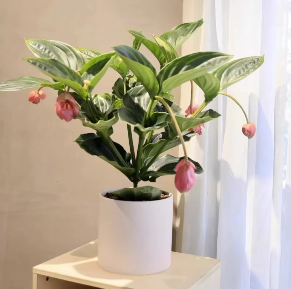 宝莲灯怎么养?记住6个"秘诀",让你的花开不断,新手也能做到!