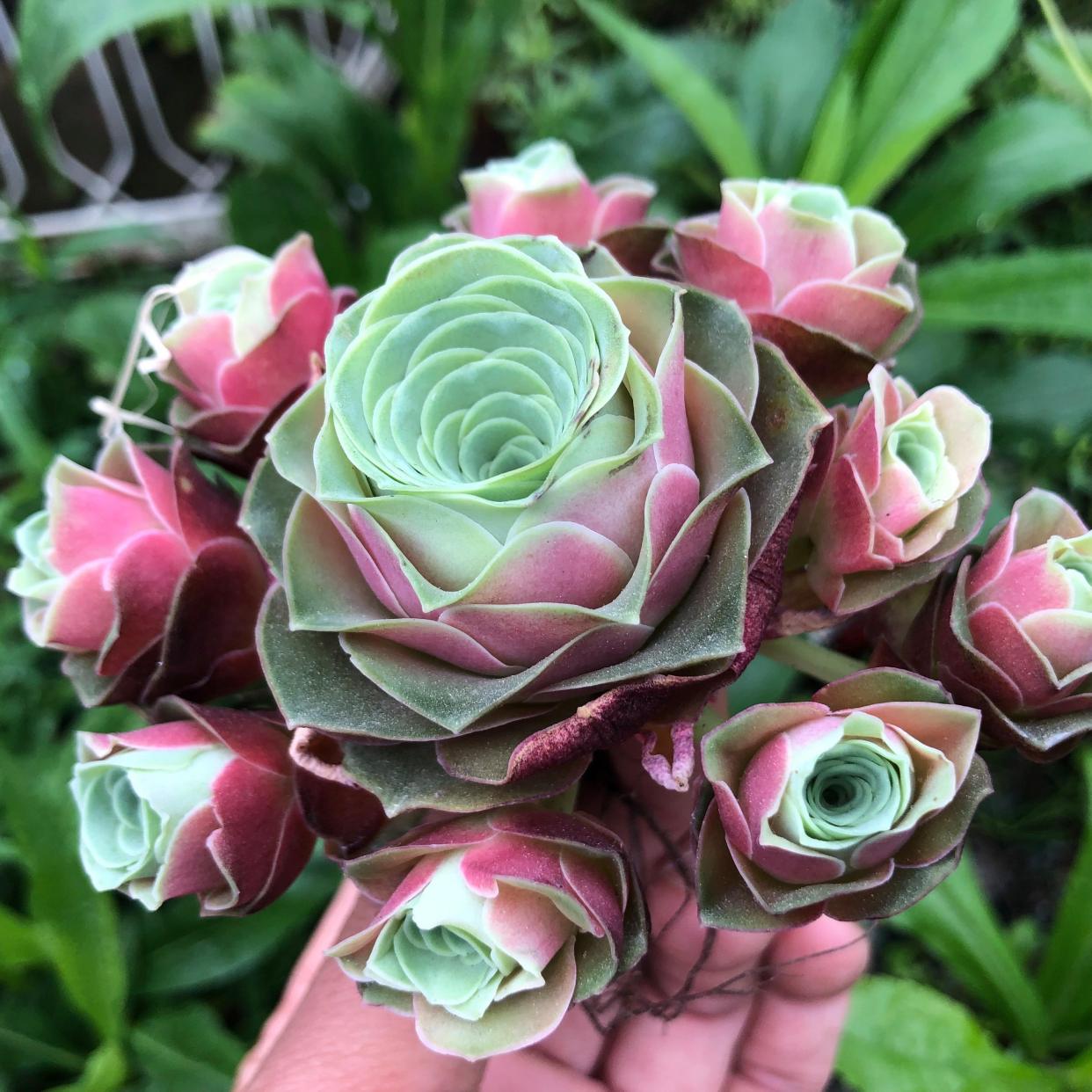 山地玫瑰多肉好养吗?新手也能让它爆盆的"秘诀"来啦!