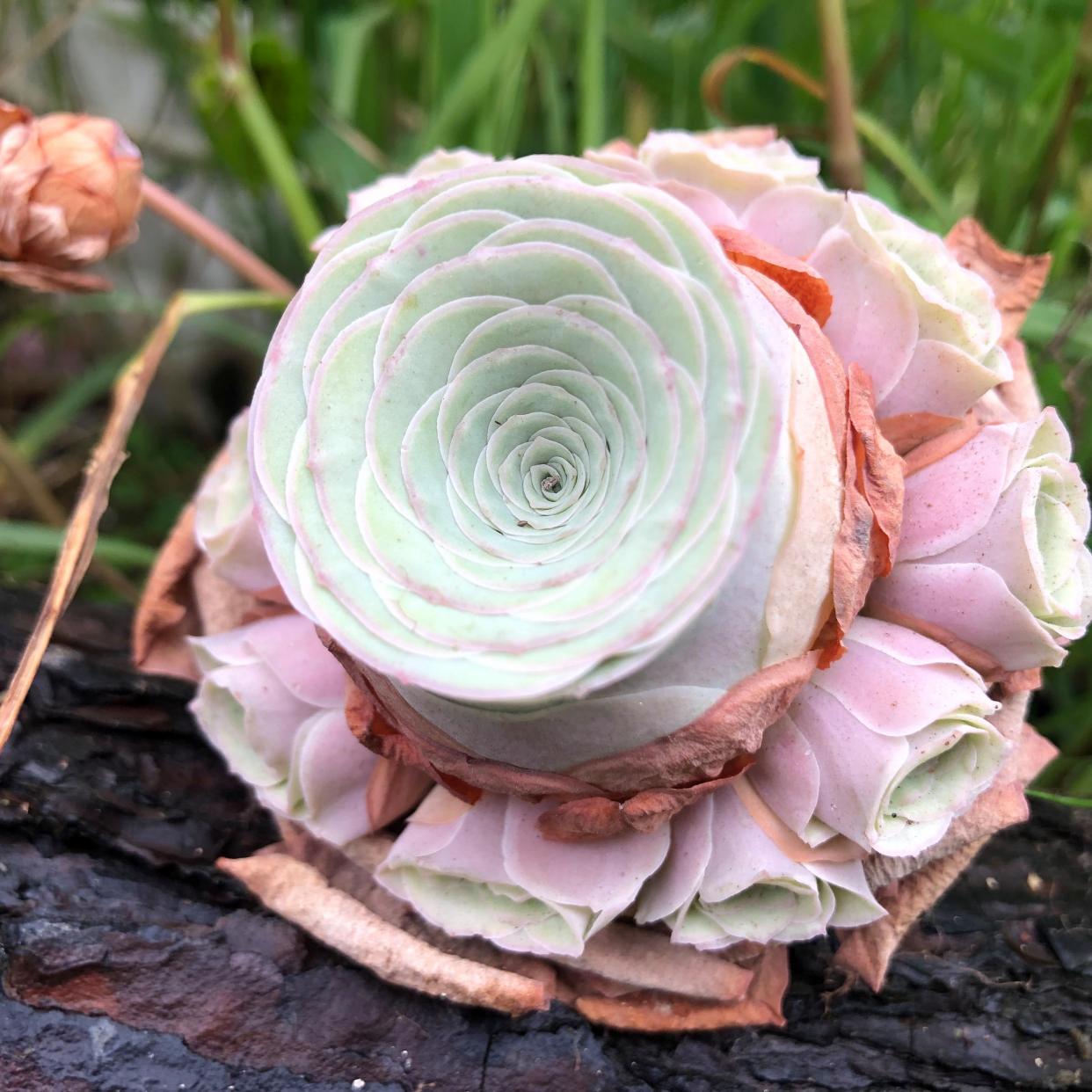 山地玫瑰多肉好养吗?新手也能让它爆盆的"秘诀"来啦!