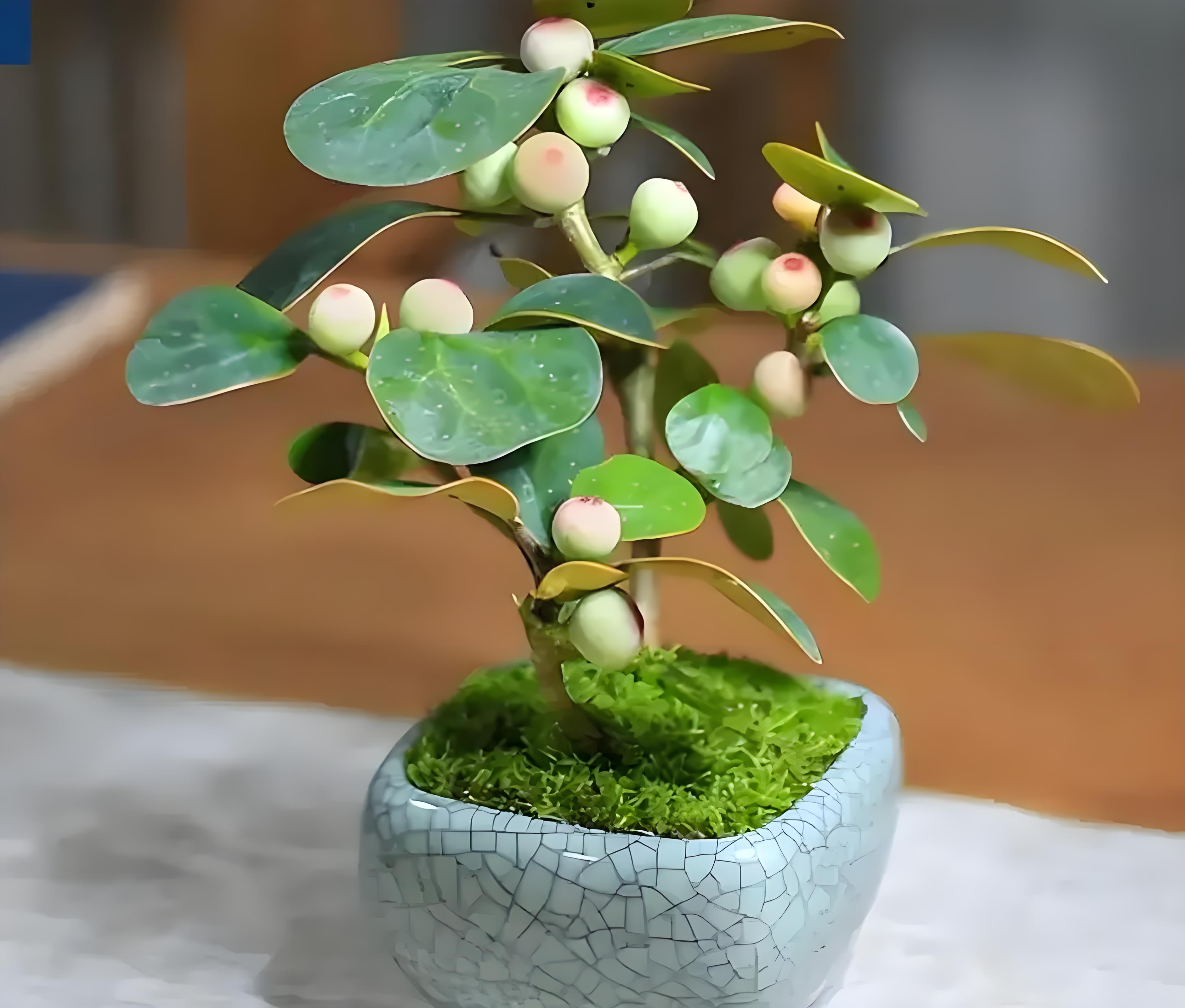 新手也能养出旺盛绿意小盼菩提!