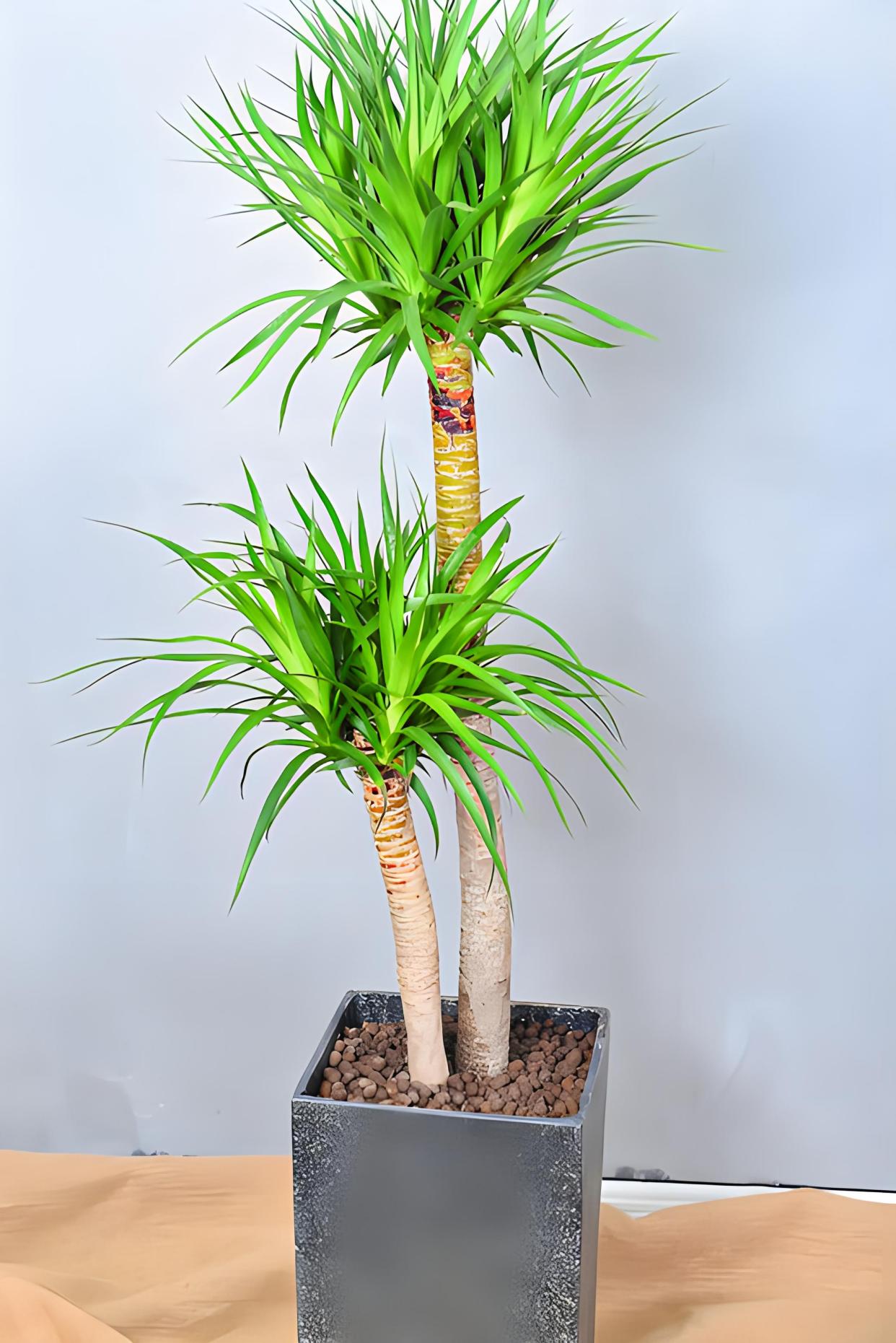 浇水多久一次?盆栽龙血树浇水全攻略