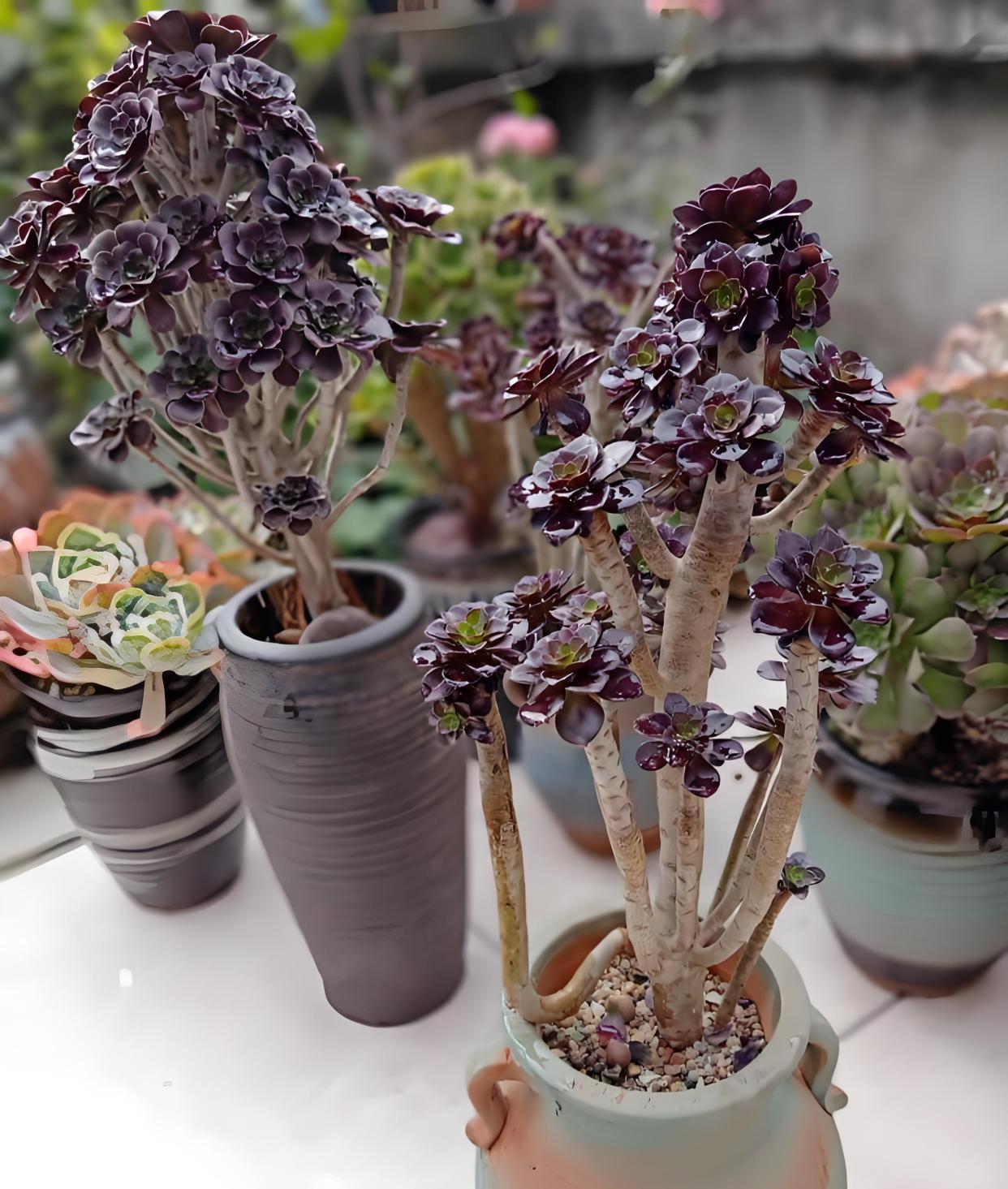 多肉植物法师浇水的正确方法?浇水多久一次?盆栽法师浇水全攻略