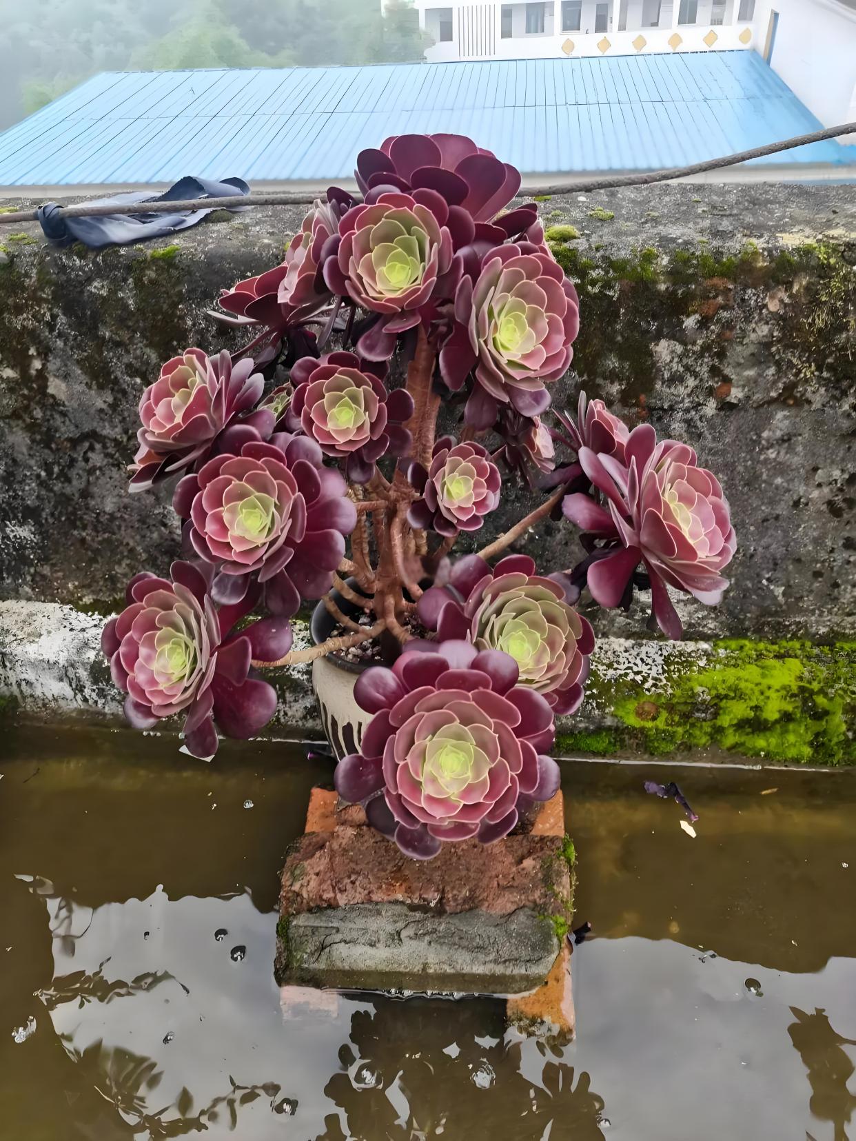 多肉植物法师浇水的正确方法?浇水多久一次?盆栽法师浇水全攻略