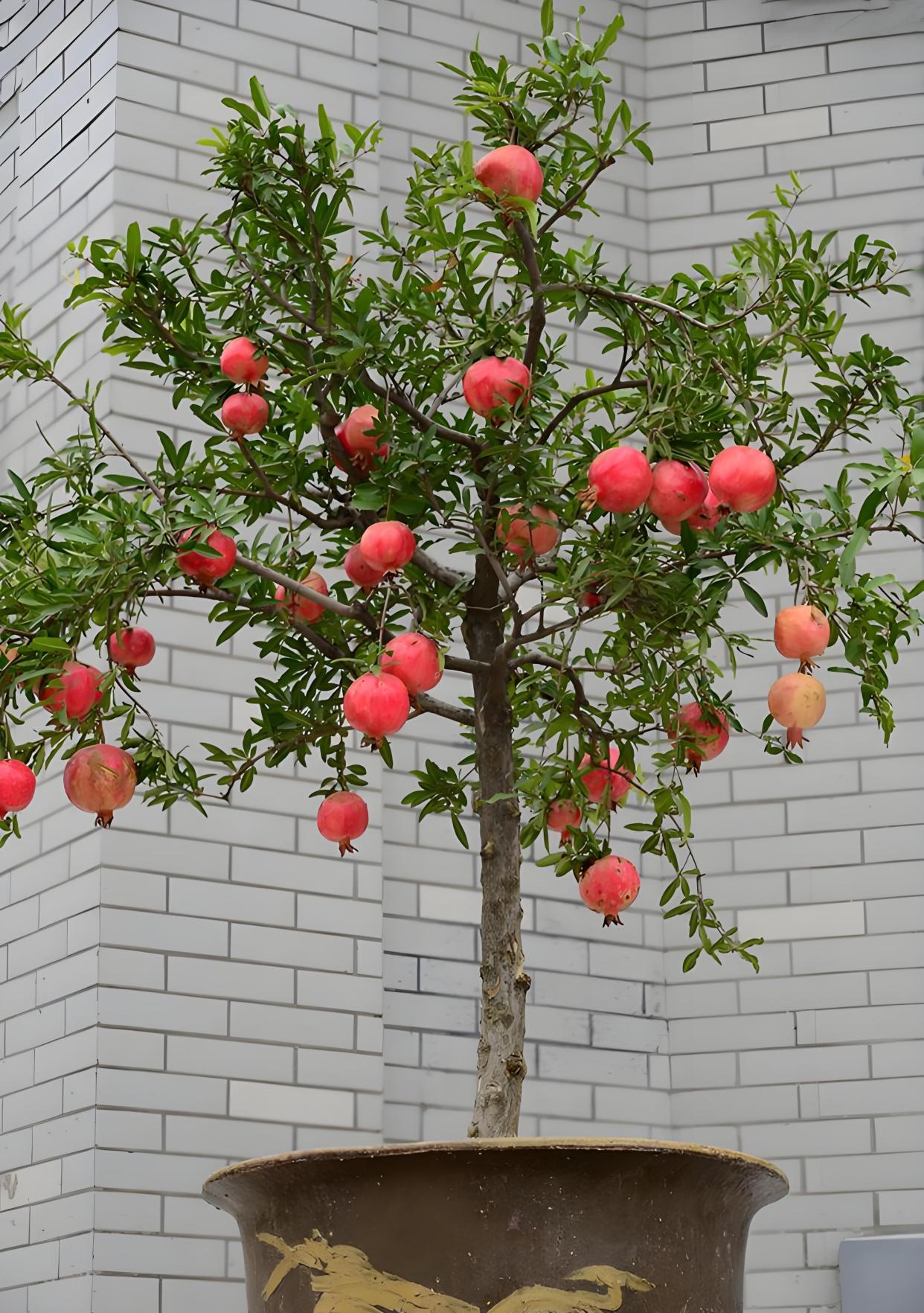 石榴树浇水的正确方法?五大关键"要点"及五大"雷区"要避开!