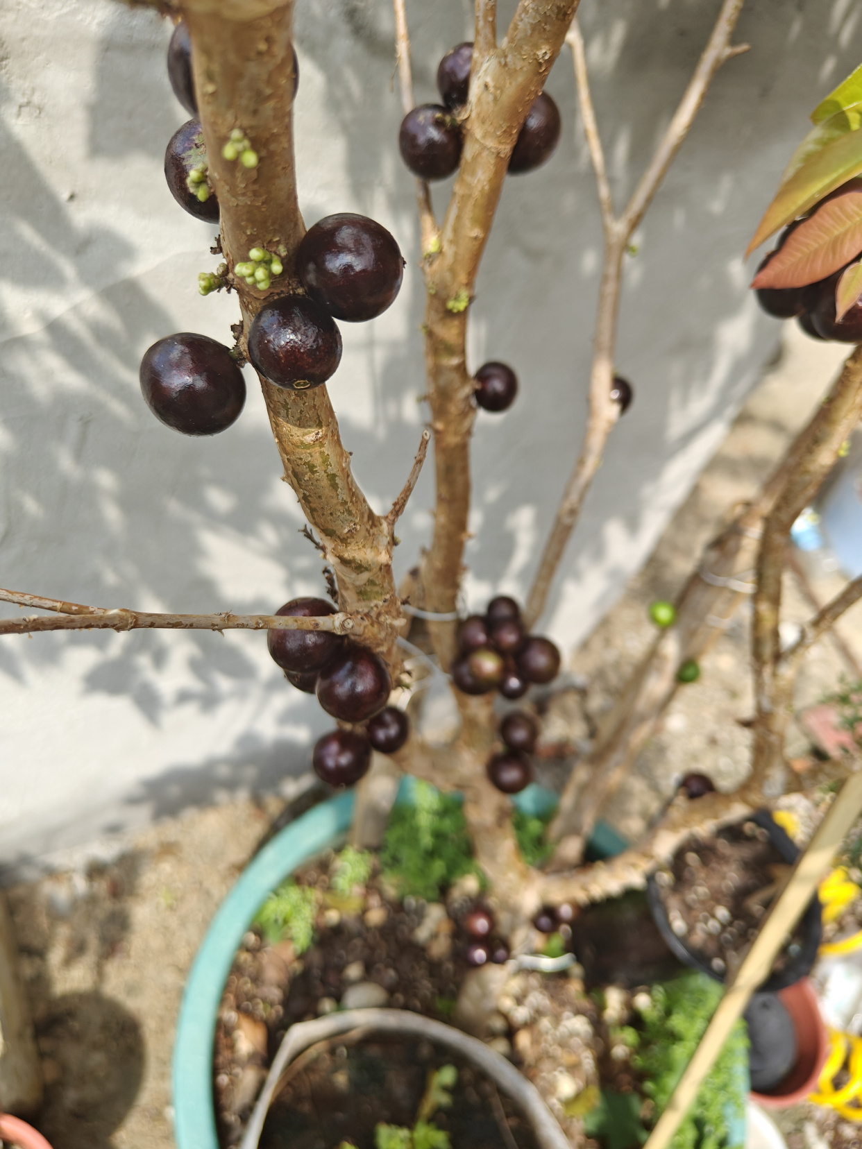 盆栽嘉宝果的养殖方法(文章有点长,但养护技巧很全,很详细!