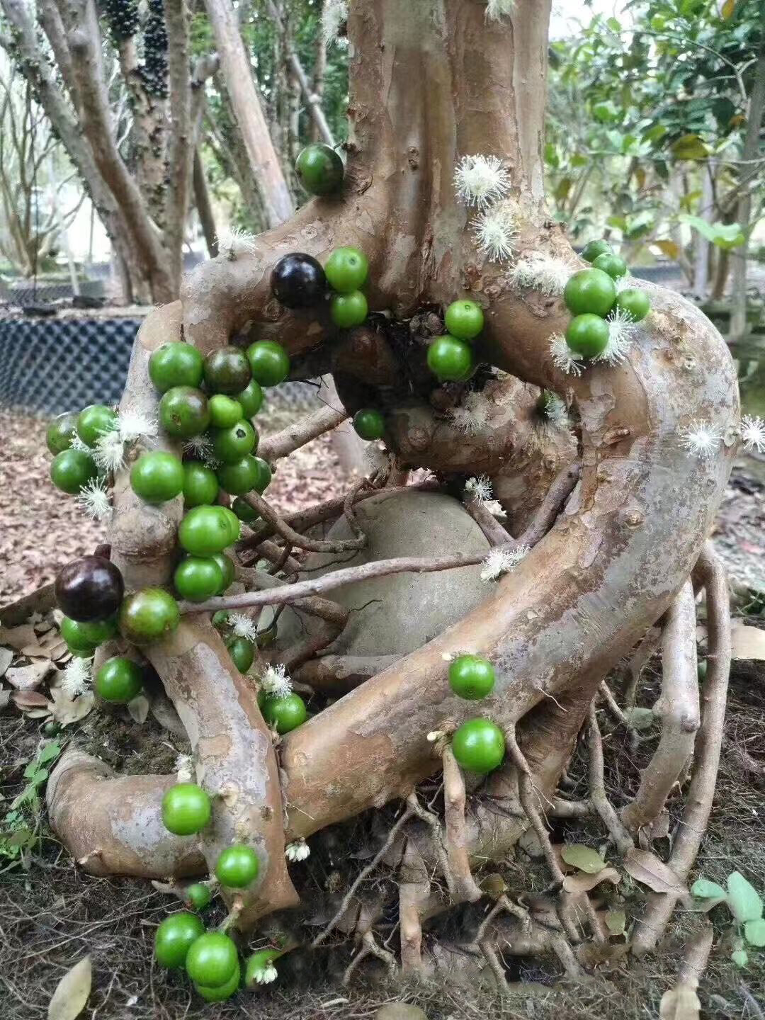 盆栽嘉宝果的养殖方法(文章有点长,但养护技巧很全,很详细!