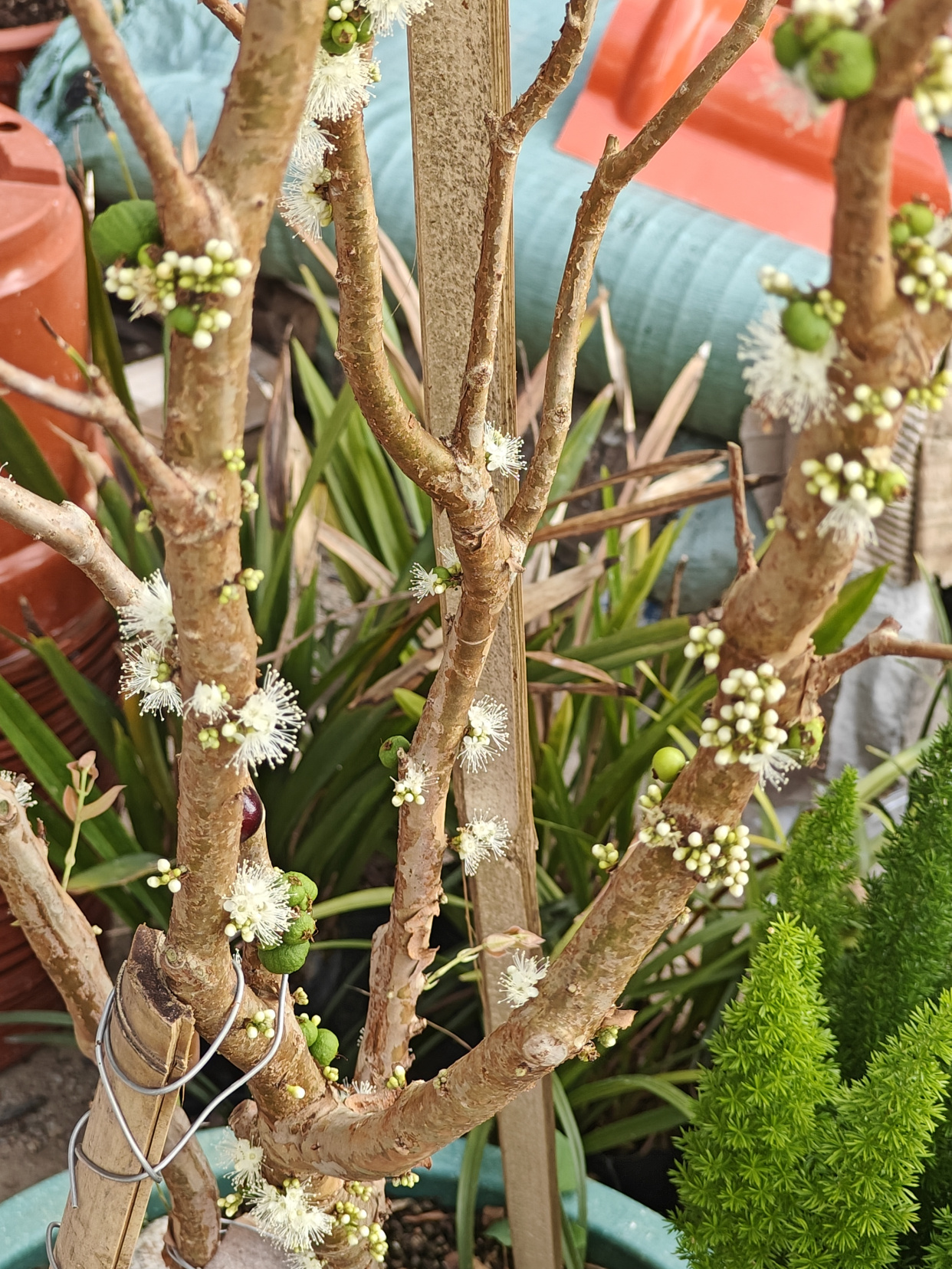 盆栽嘉宝果的养殖方法(文章有点长,但养护技巧很全,很详细!