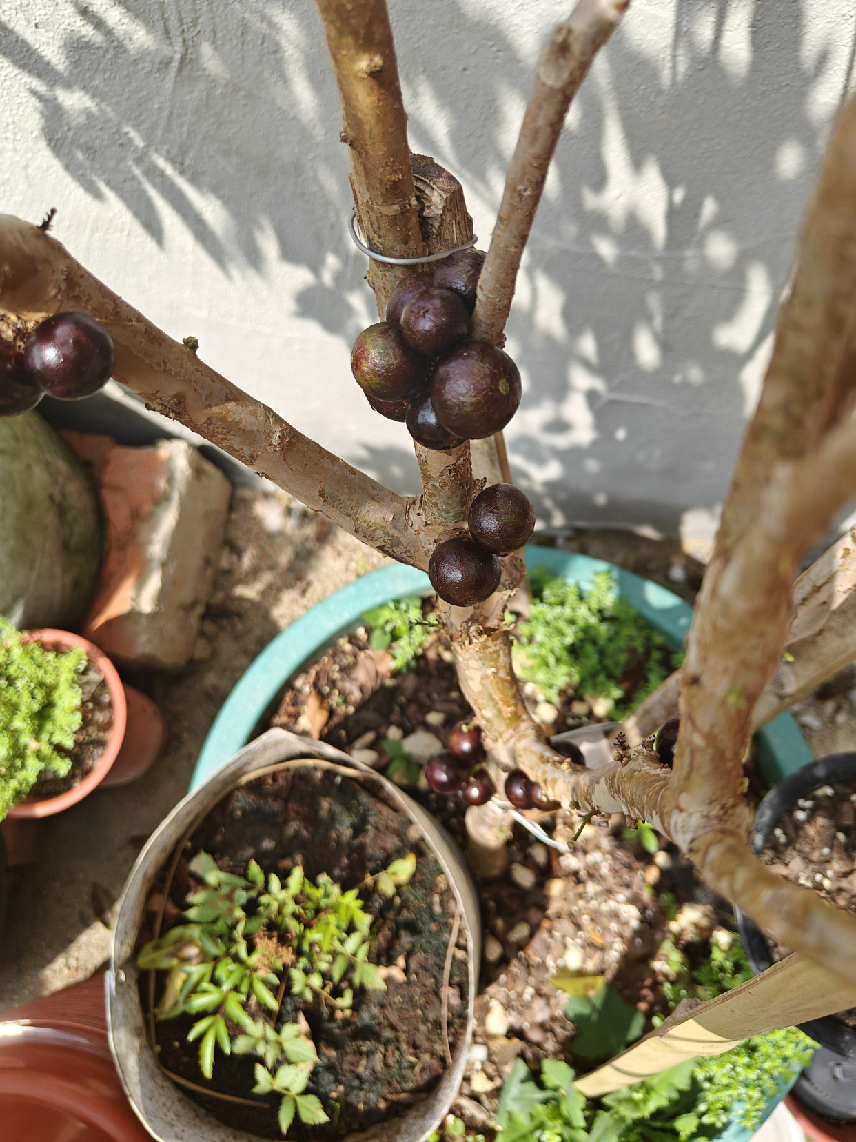 盆栽嘉宝果的养殖方法(文章有点长,但养护技巧很全,很详细!