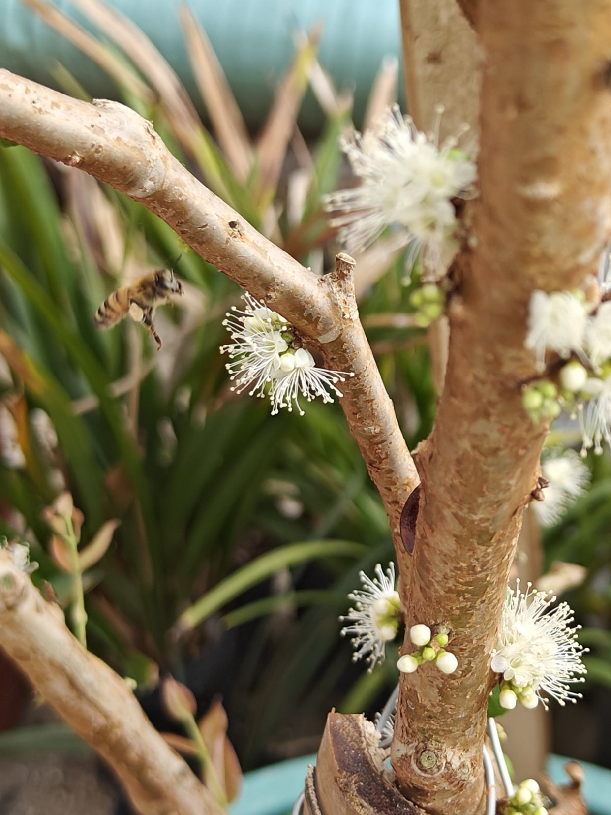 盆栽嘉宝果的养殖方法(文章有点长,但养护技巧很全,很详细!