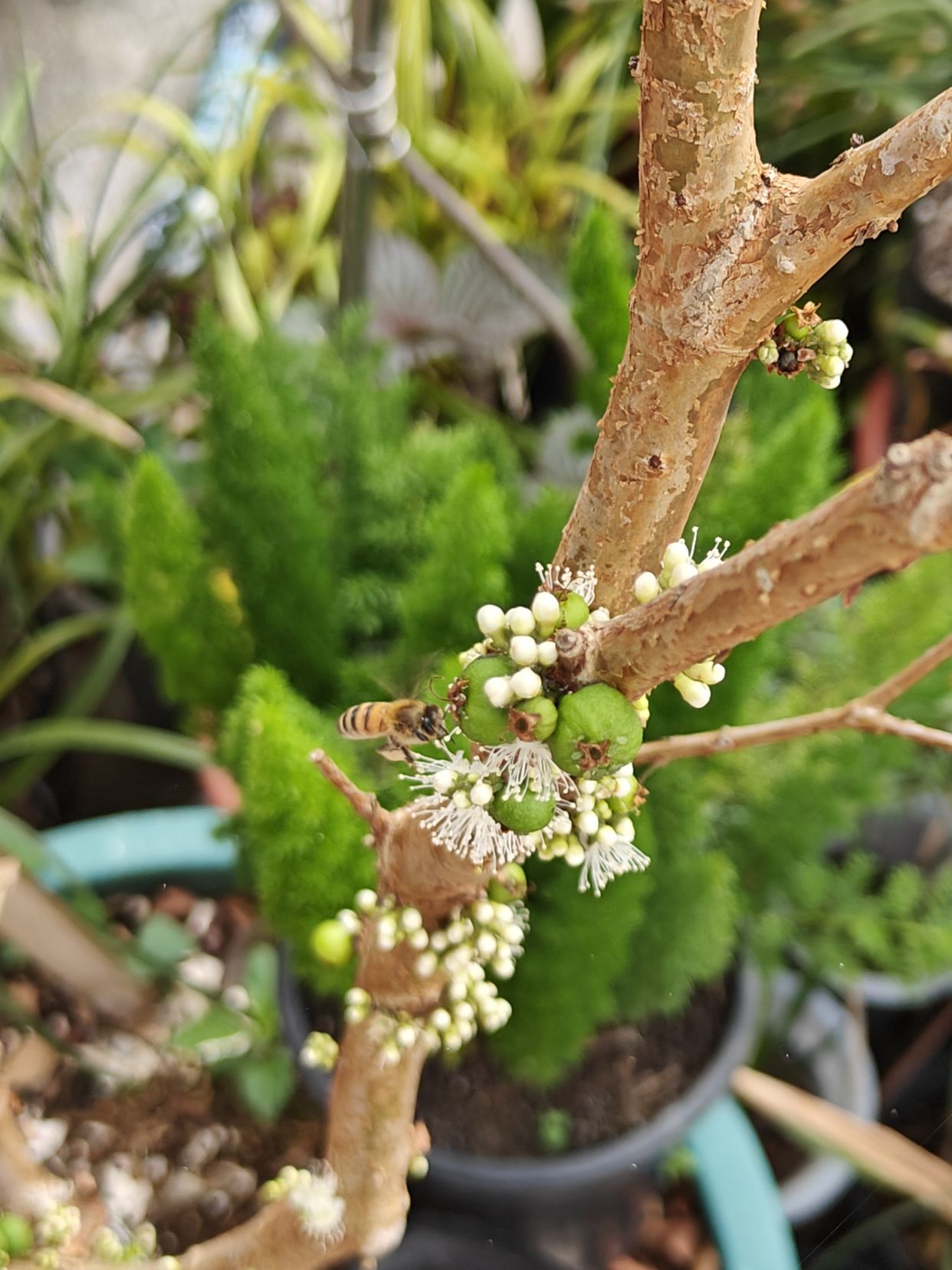 盆栽嘉宝果的养殖方法(文章有点长,但养护技巧很全,很详细!