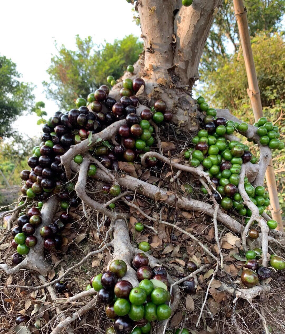 盆栽嘉宝果的养殖方法(文章有点长,但养护技巧很全,很详细!