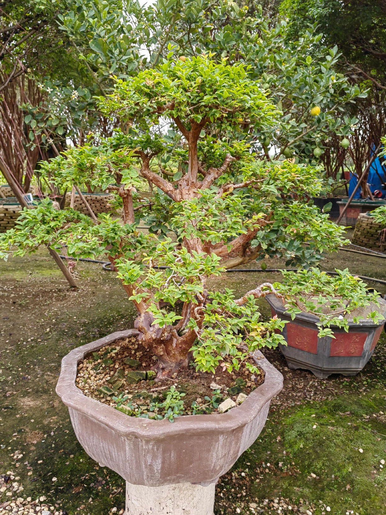 盆栽嘉宝果的养殖方法(文章有点长,但养护技巧很全,很详细!