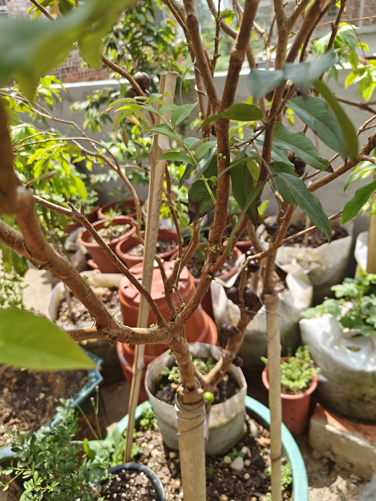 盆栽嘉宝果的养殖方法(文章有点长,但养护技巧很全,很详细!