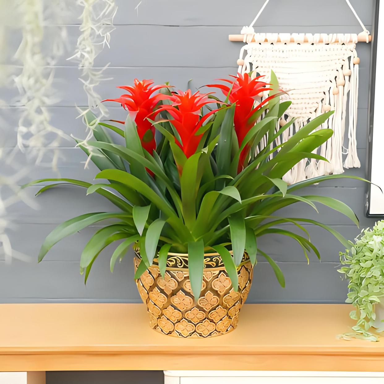 鸿运当头浇水的正确方法?从频率到技巧,再到五大忌讳