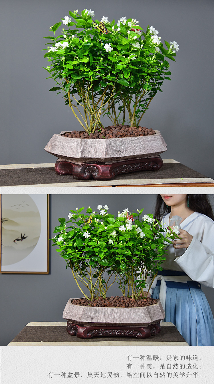 茉莉花在夏季怎么养?夏季养茉莉有"六怕",你都知道吗?