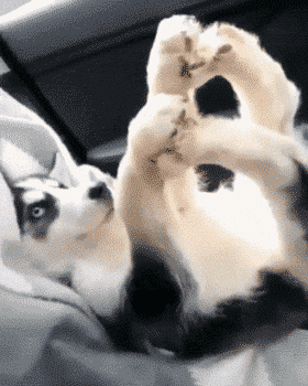 280_350竖版 竖屏gif 动态图 动图