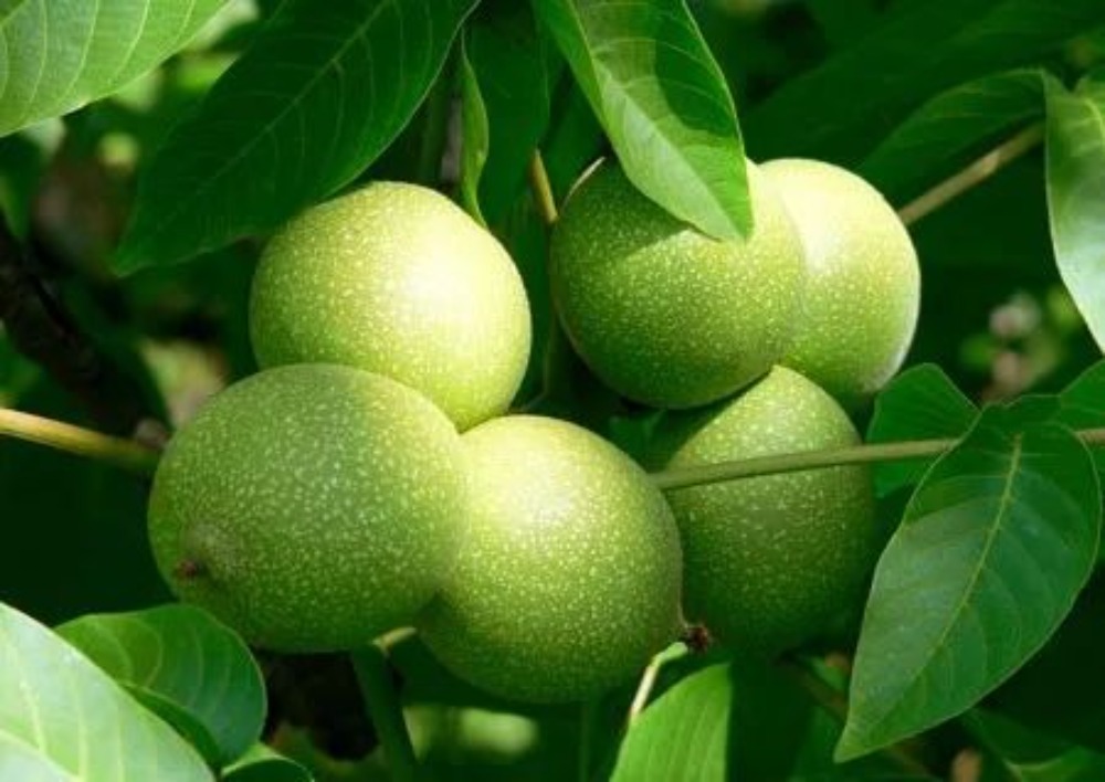 大姚核桃,坚果界的"优等生"!