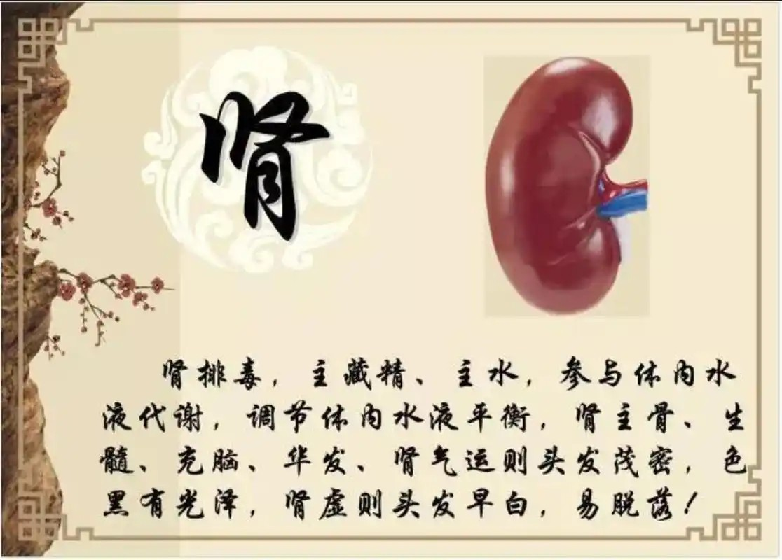 肾为先天之本,养它须有方法,给你分享6个养肾小秘诀