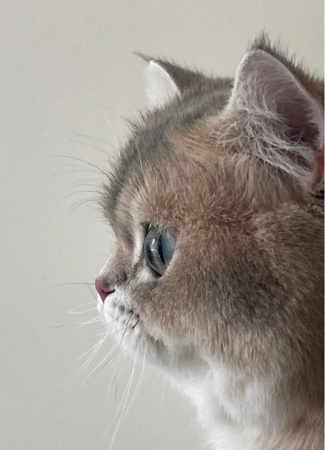 侧脸会说话:猫咪侧颜传递的情绪密码