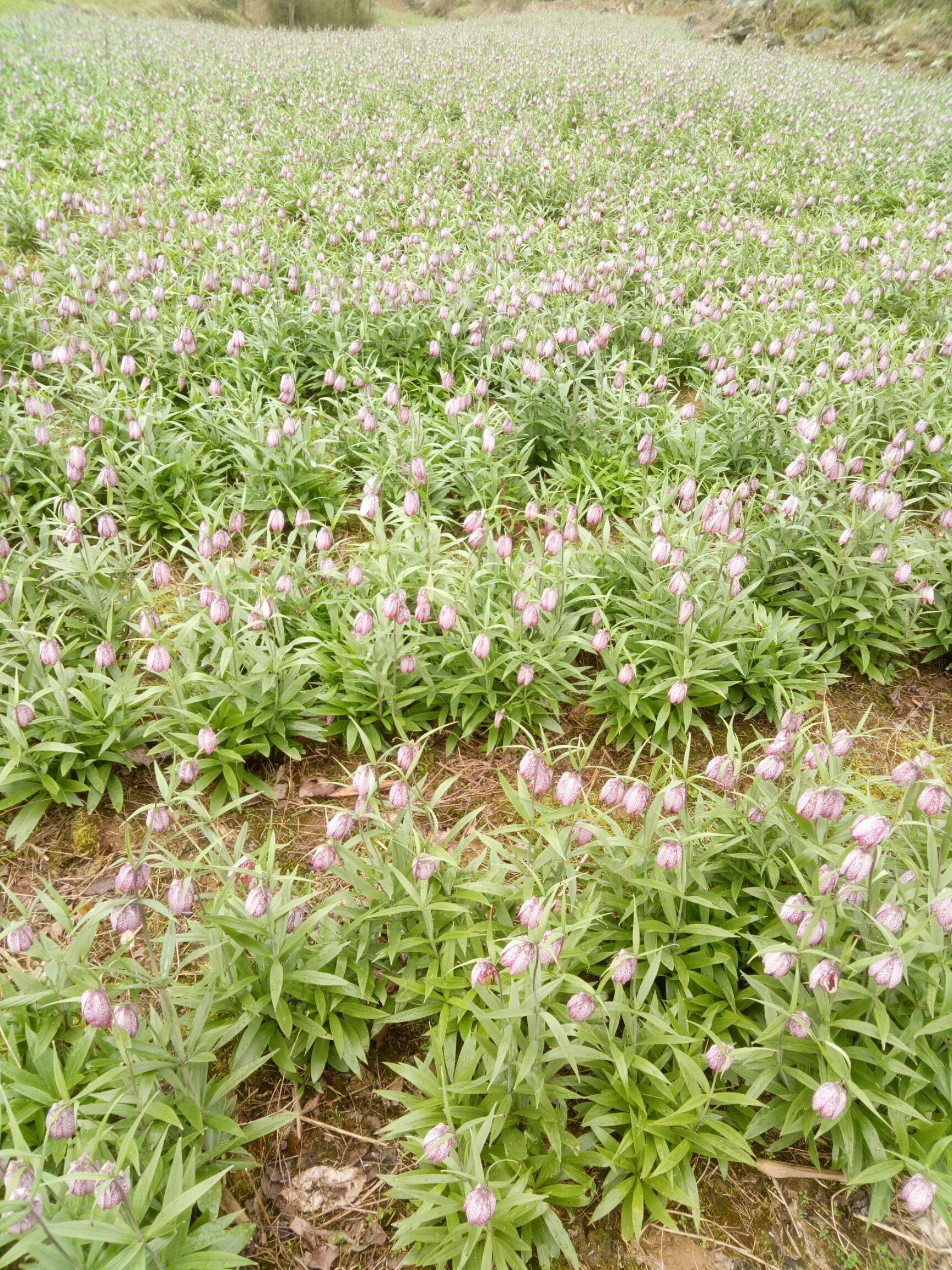 浙江适合山地种植的中药材
