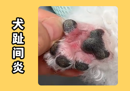 狗狗脚缝长脓包还肿了?解决方法在这篇