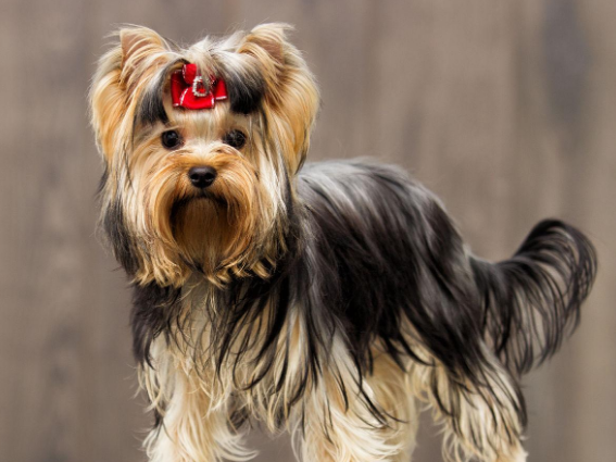 小型的长毛狗有哪些