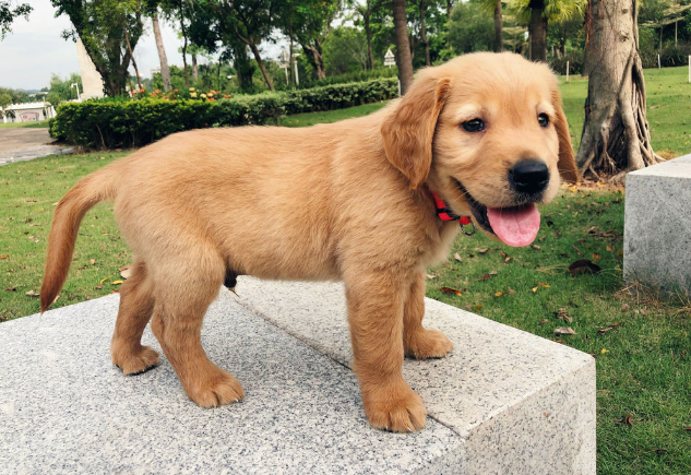 金毛犬有短毛的吗?