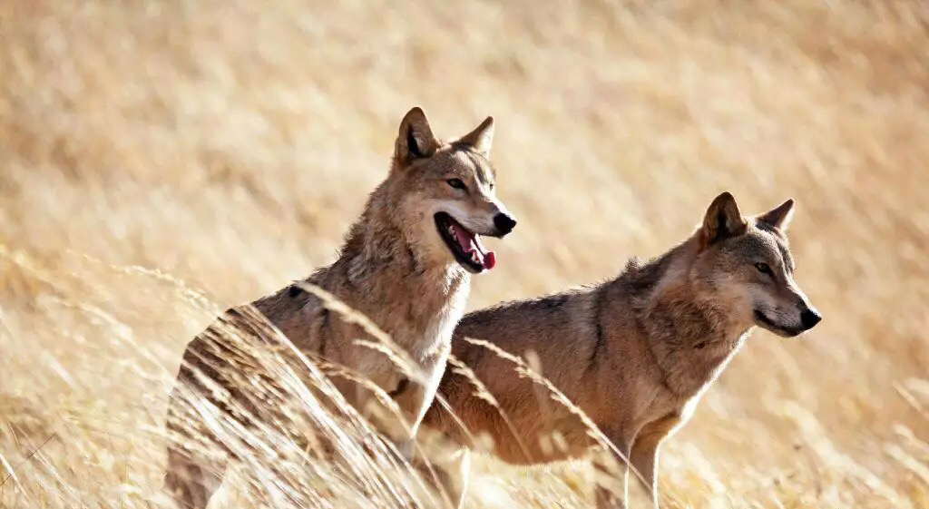 《狼图腾》:草原之魂的深刻诠释