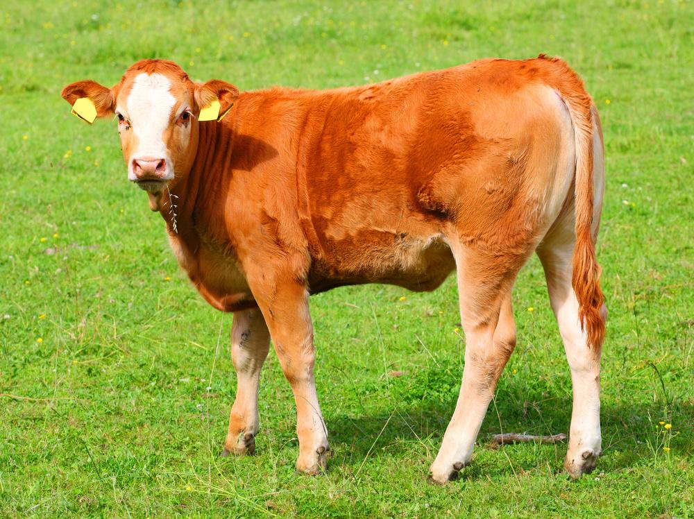 牛冷冻胚胎技术胚胎移植改良畜牧养殖胚胎冷冻