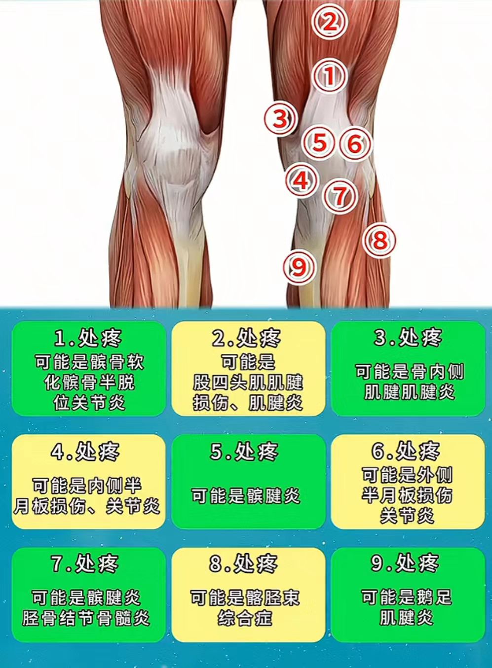 膝盖附近部位图图片